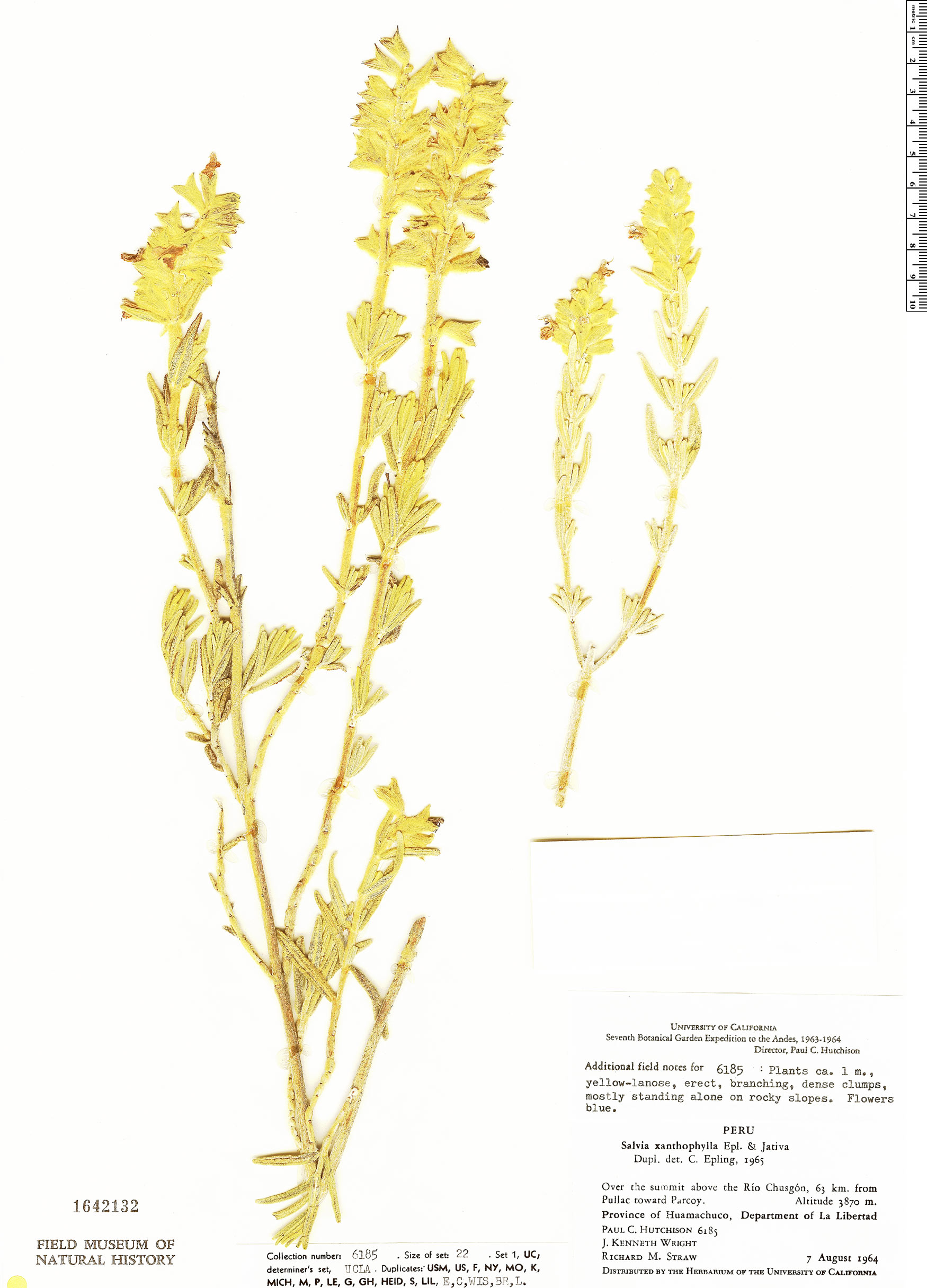 Salvia xanthophylla image