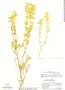 Salvia xanthophylla image