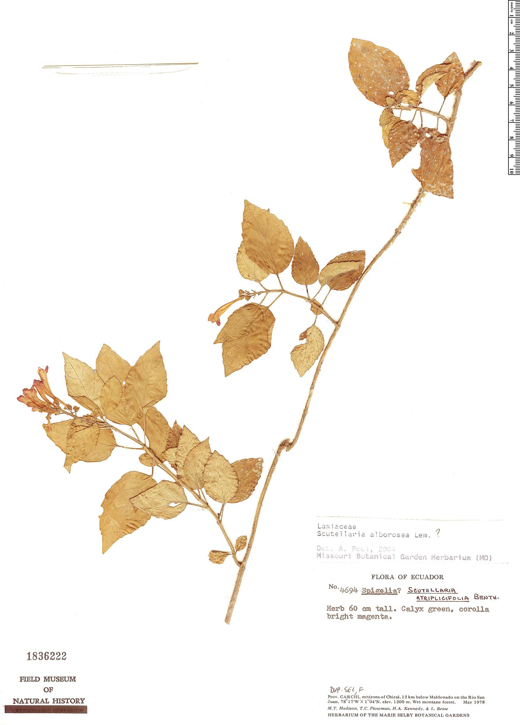 Scutellaria alborosea image