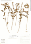 Scutellaria gardoquioides image