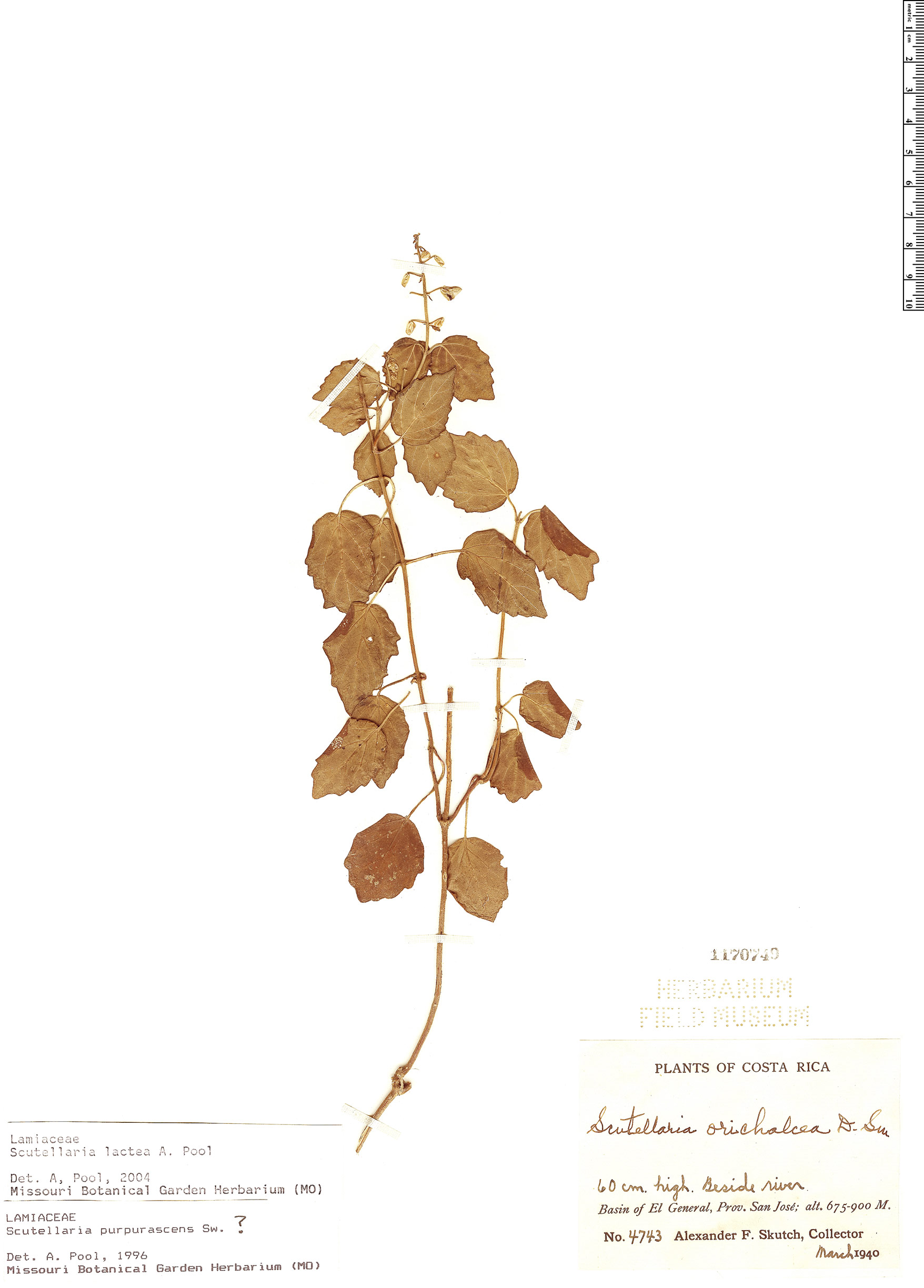 Scutellaria lactea image