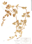 Stachys nepetifolia image