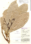 Aiouea angulata image