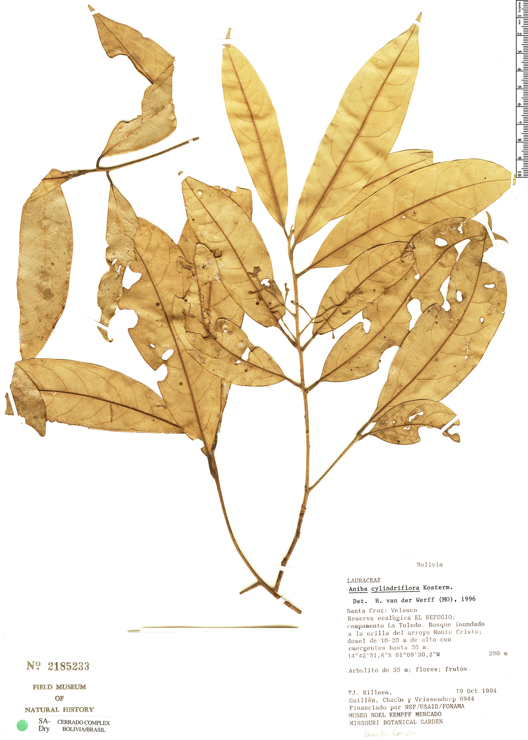 Aniba cylindriflora image