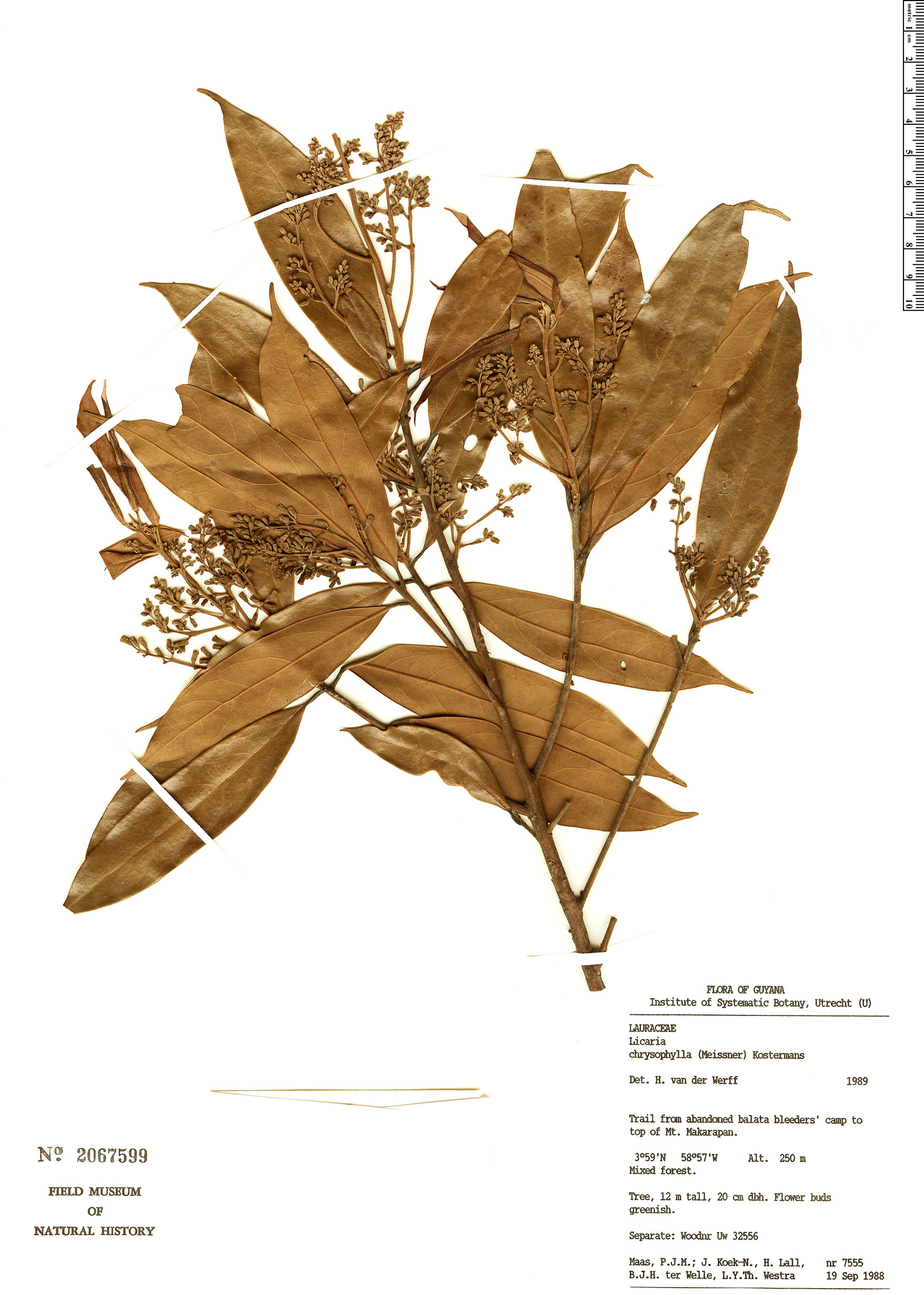 Licaria chrysophylla image