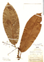 Licaria macrophylla image