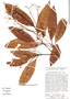 Nectandra ambigens image