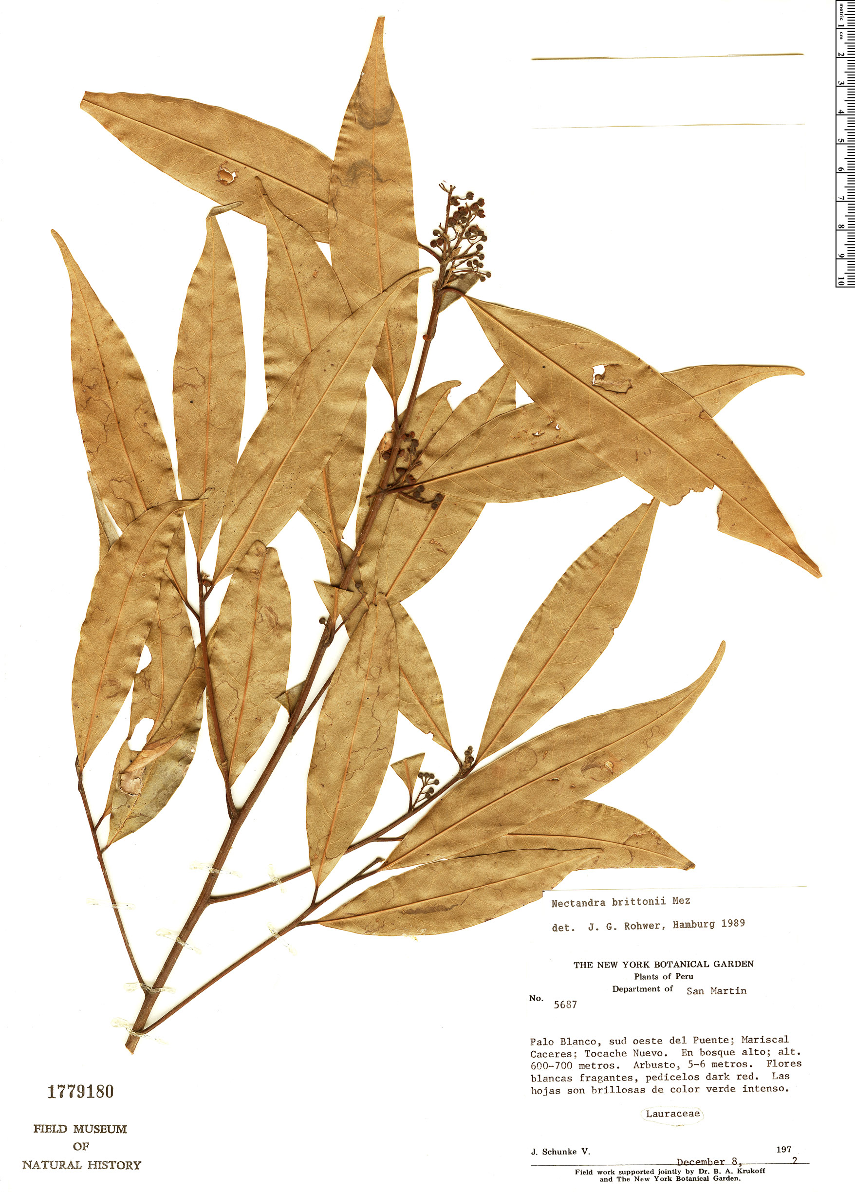 Nectandra brittonii image