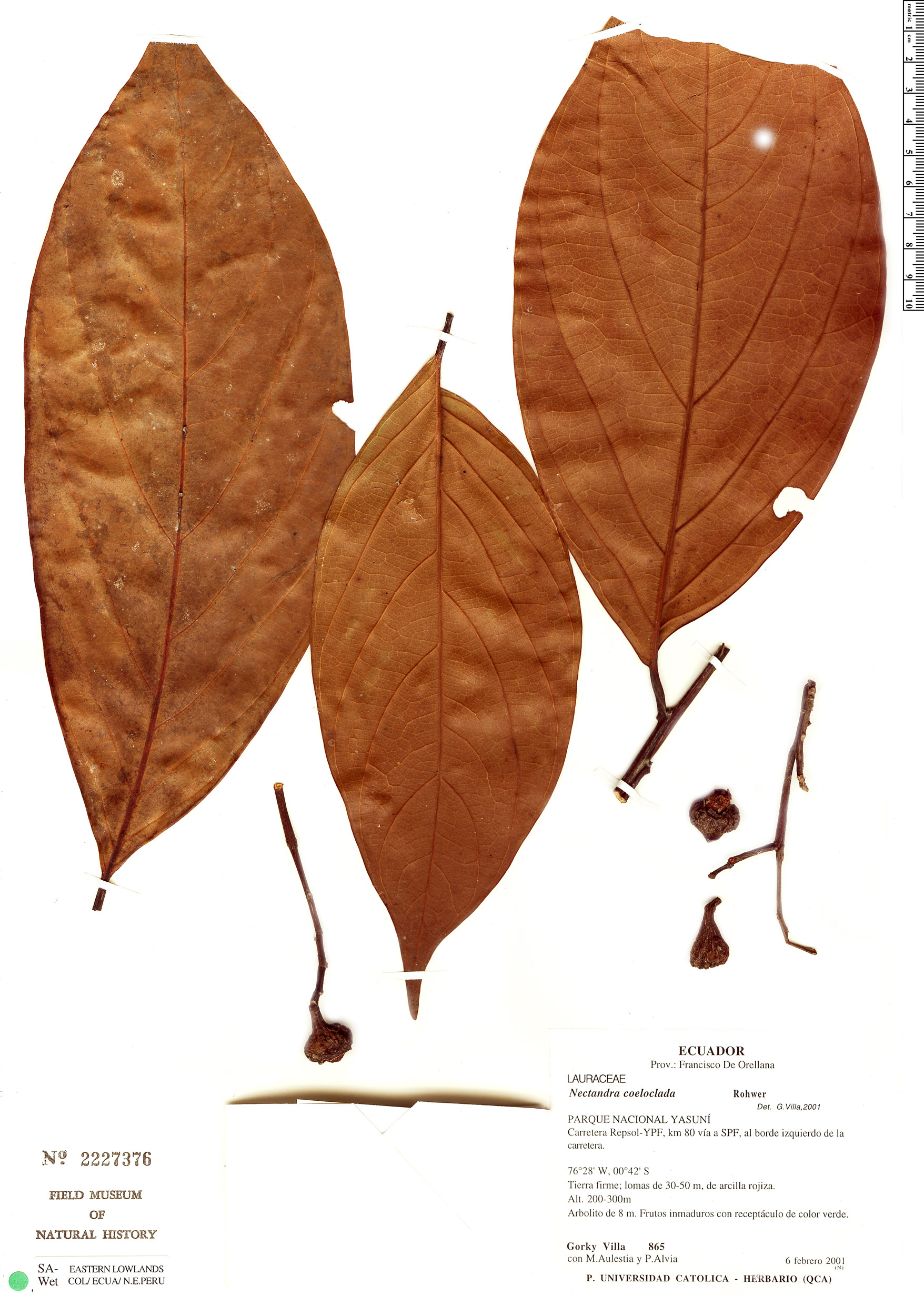 Nectandra coeloclada image