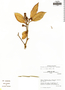 Nectandra discolor image