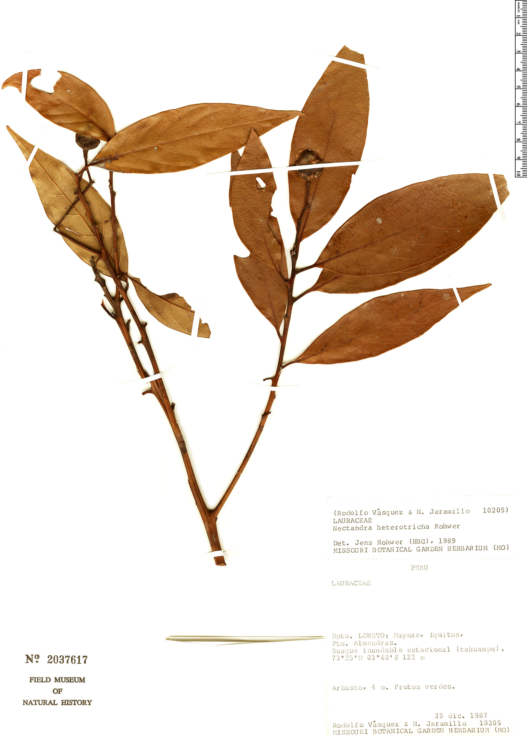 Nectandra heterotricha image