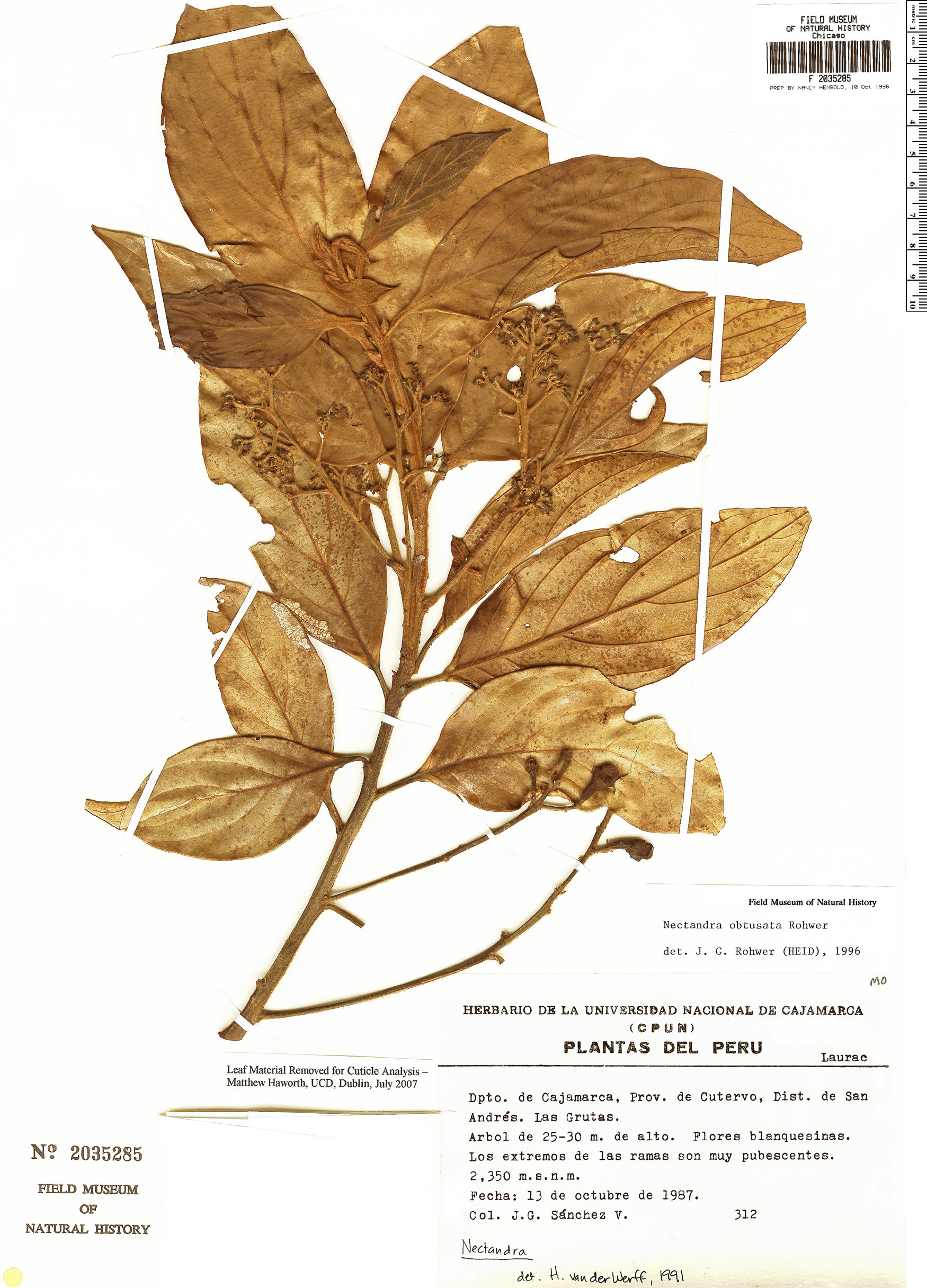 Nectandra obtusata image