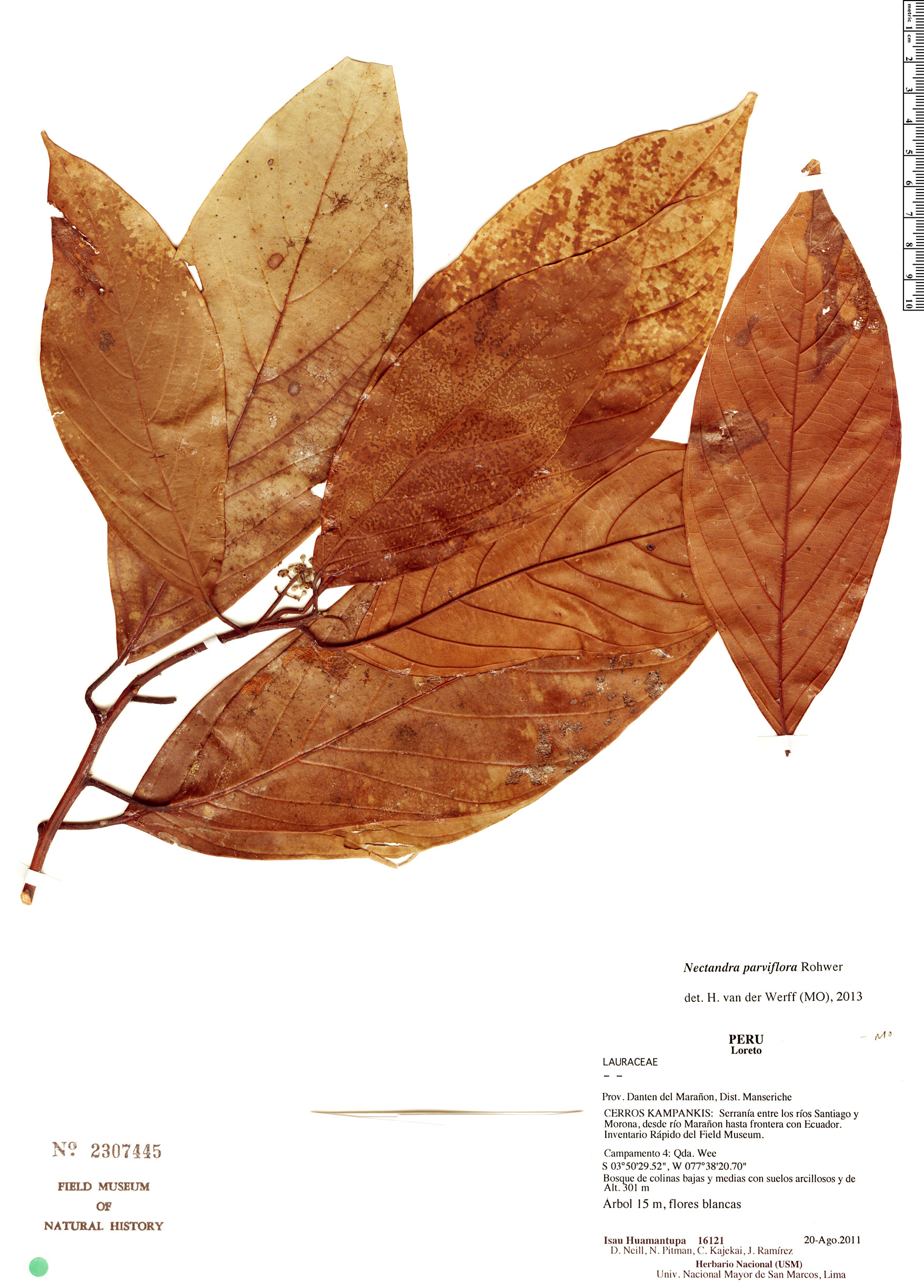 Nectandra parviflora image