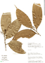 Nectandra paucinervia image