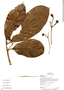 Nectandra pearcei image