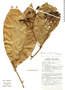 Nectandra pseudocotea image