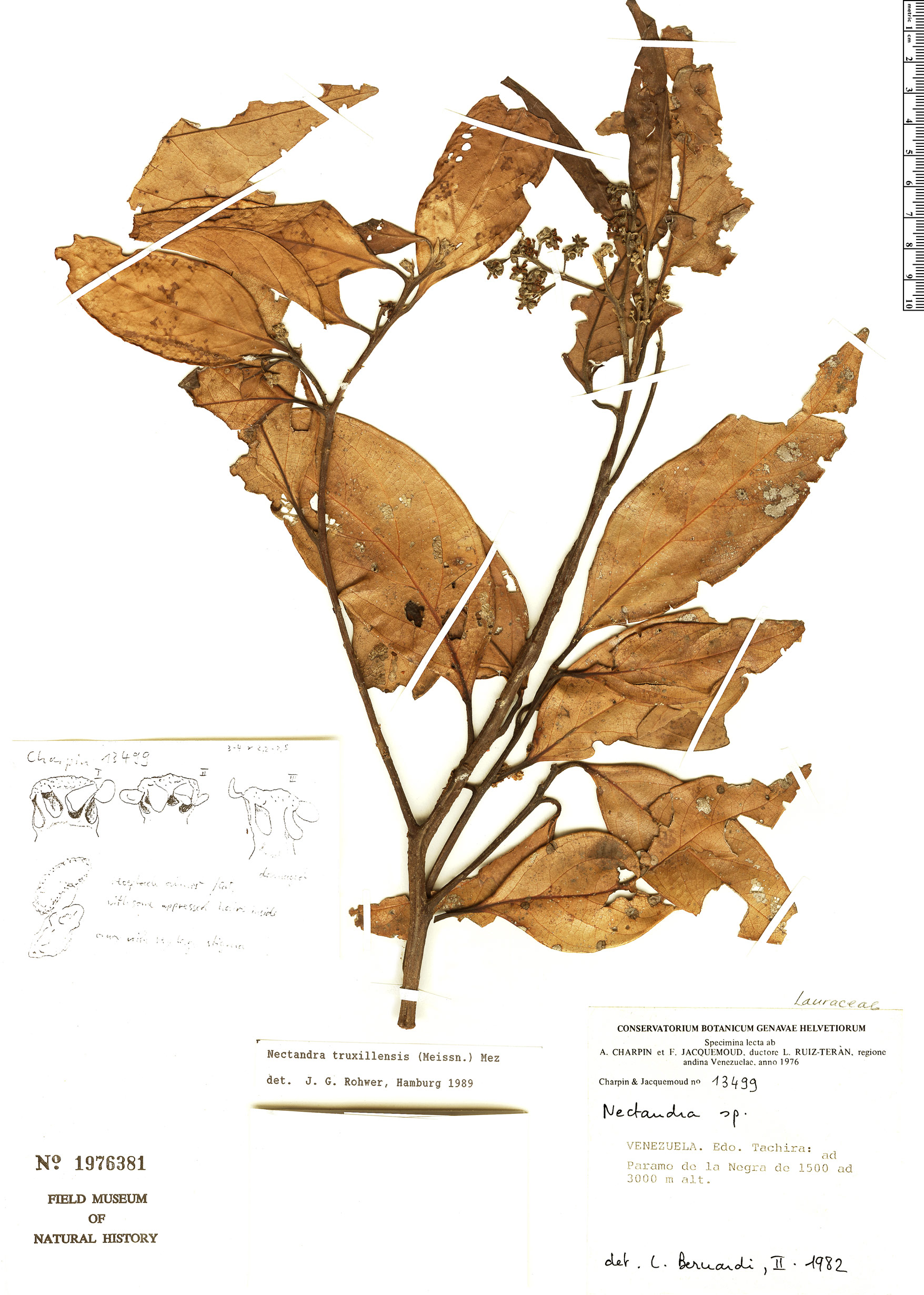 Nectandra truxillensis image