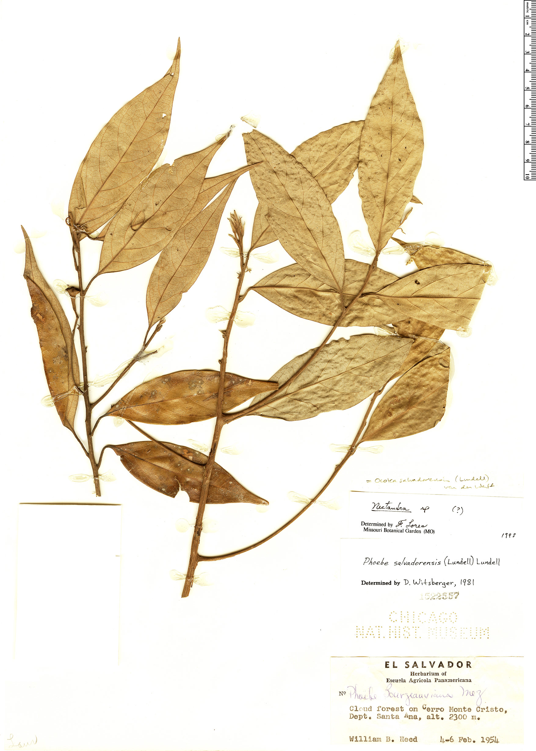 Ocotea salvadorensis image