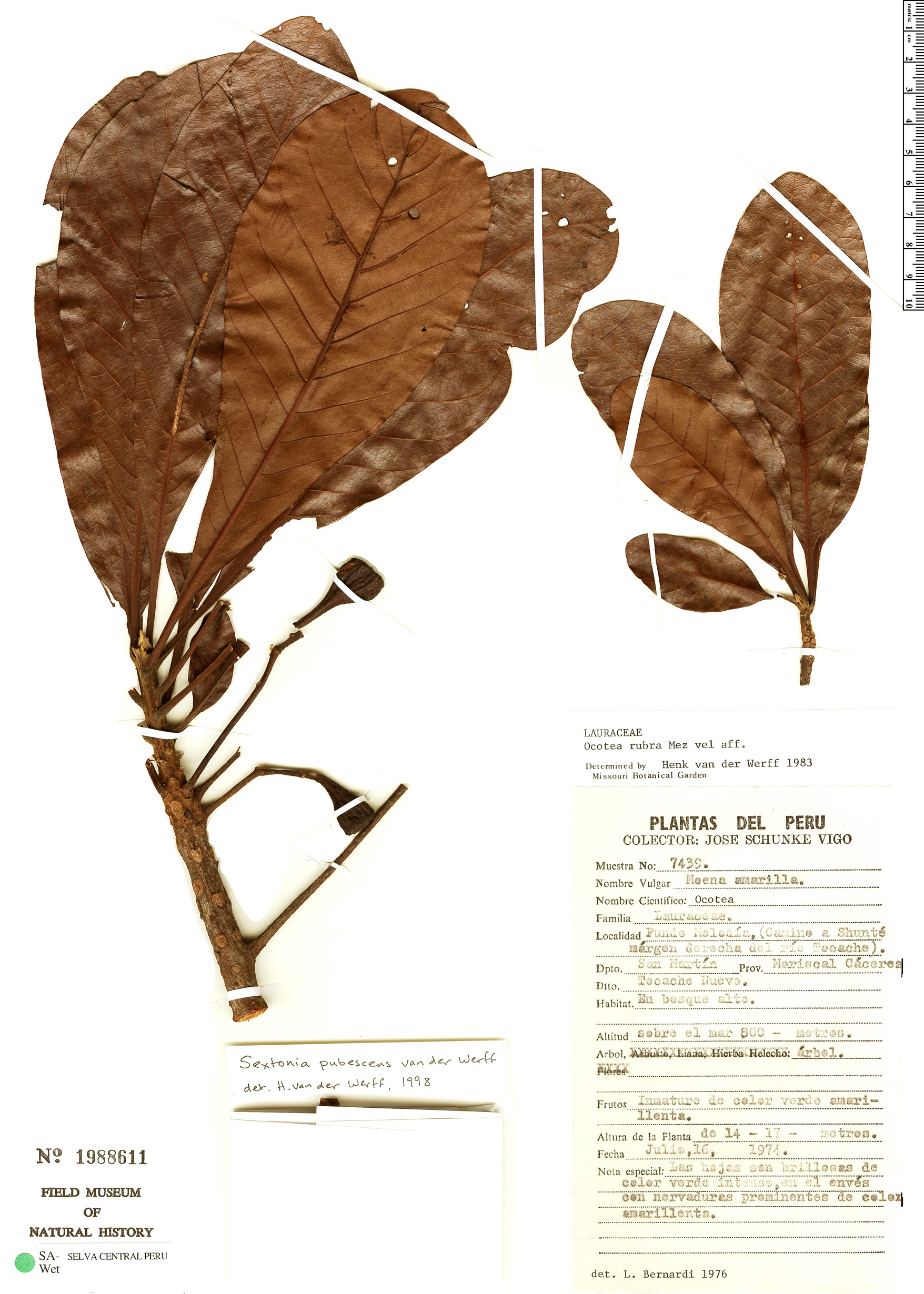 Sextonia pubescens image