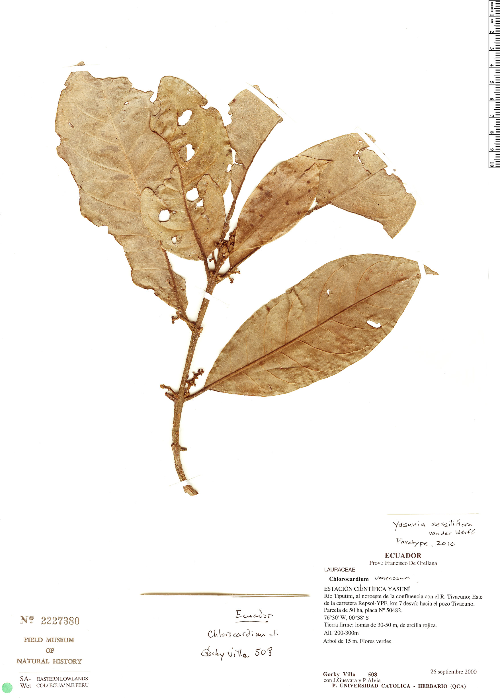 Yasunia sessiliflora image