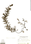Utricularia poconensis image
