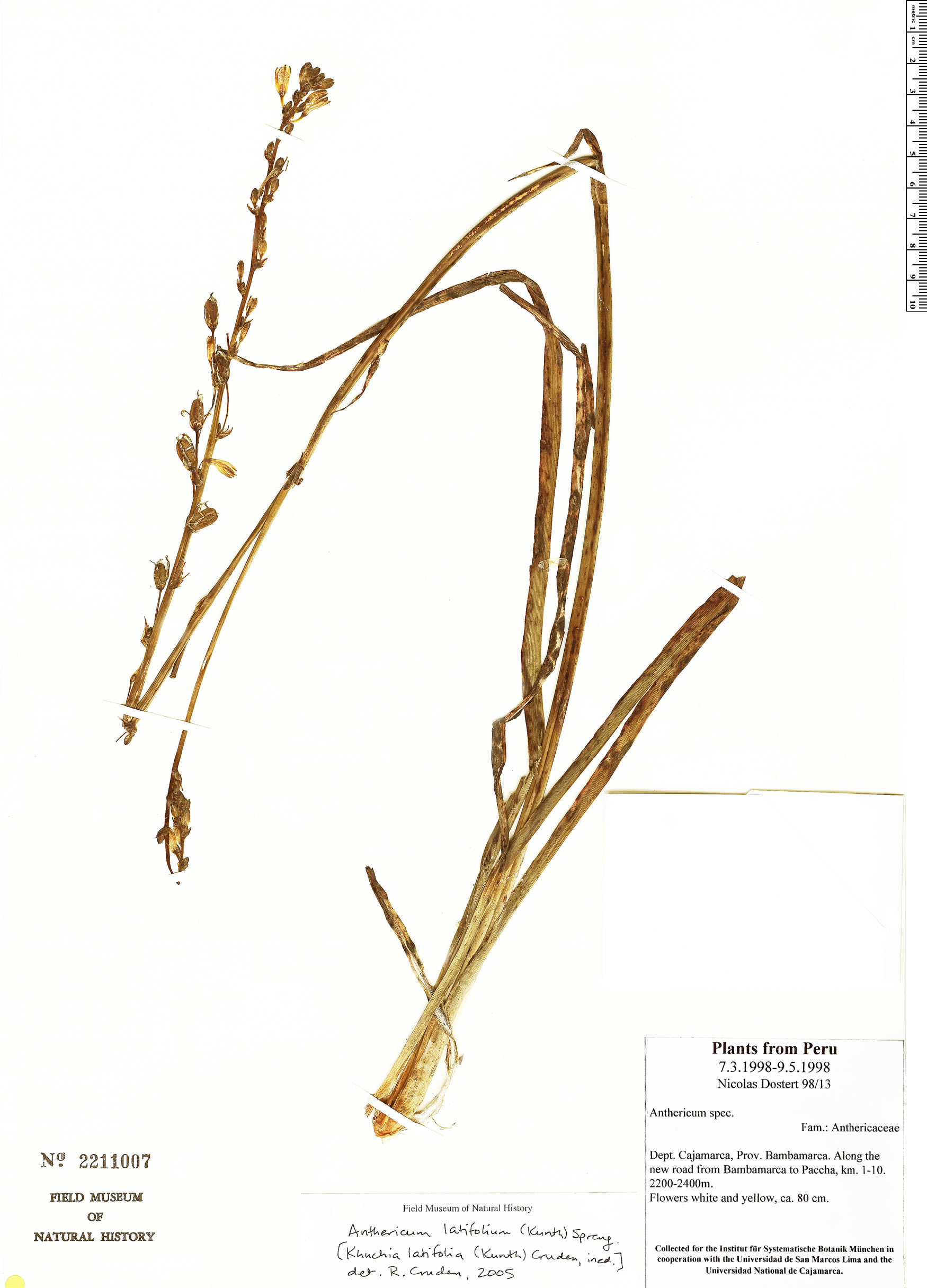 Trihesperus latifolius image