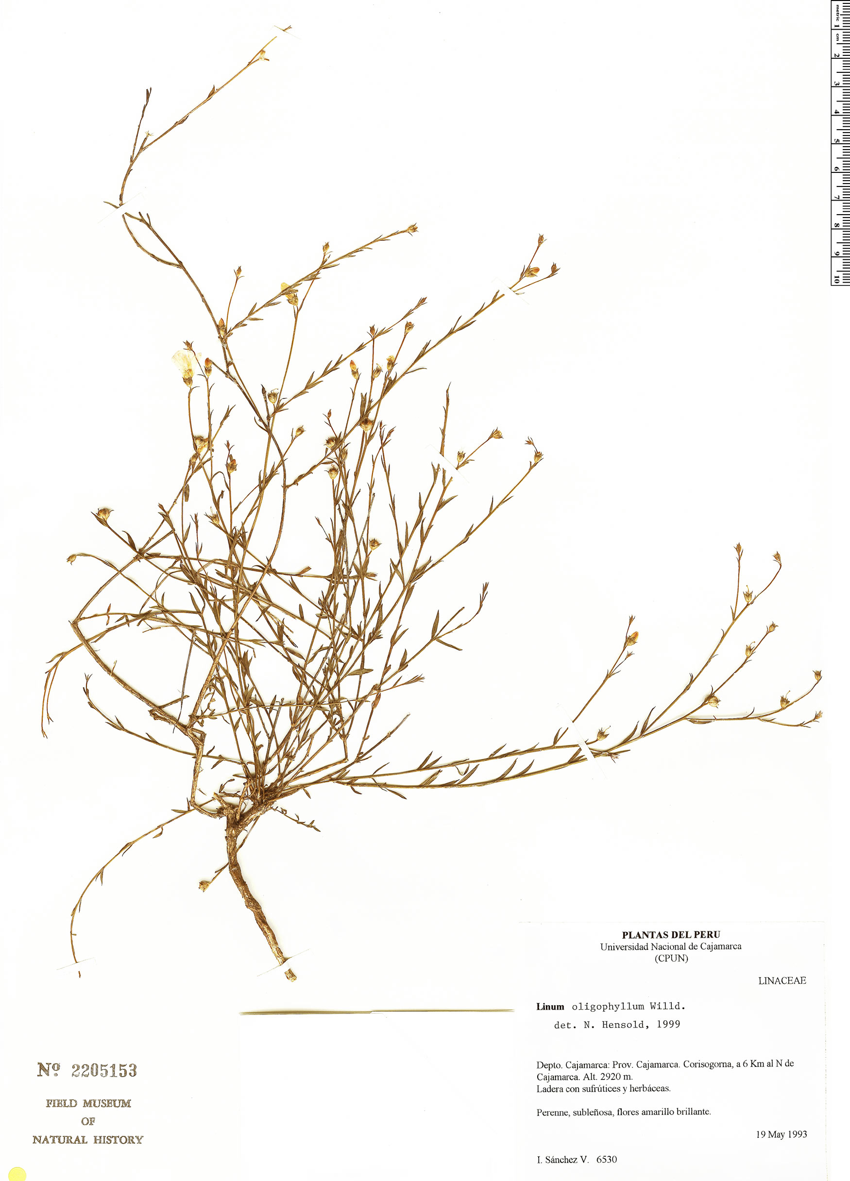 Linum oligophyllum image