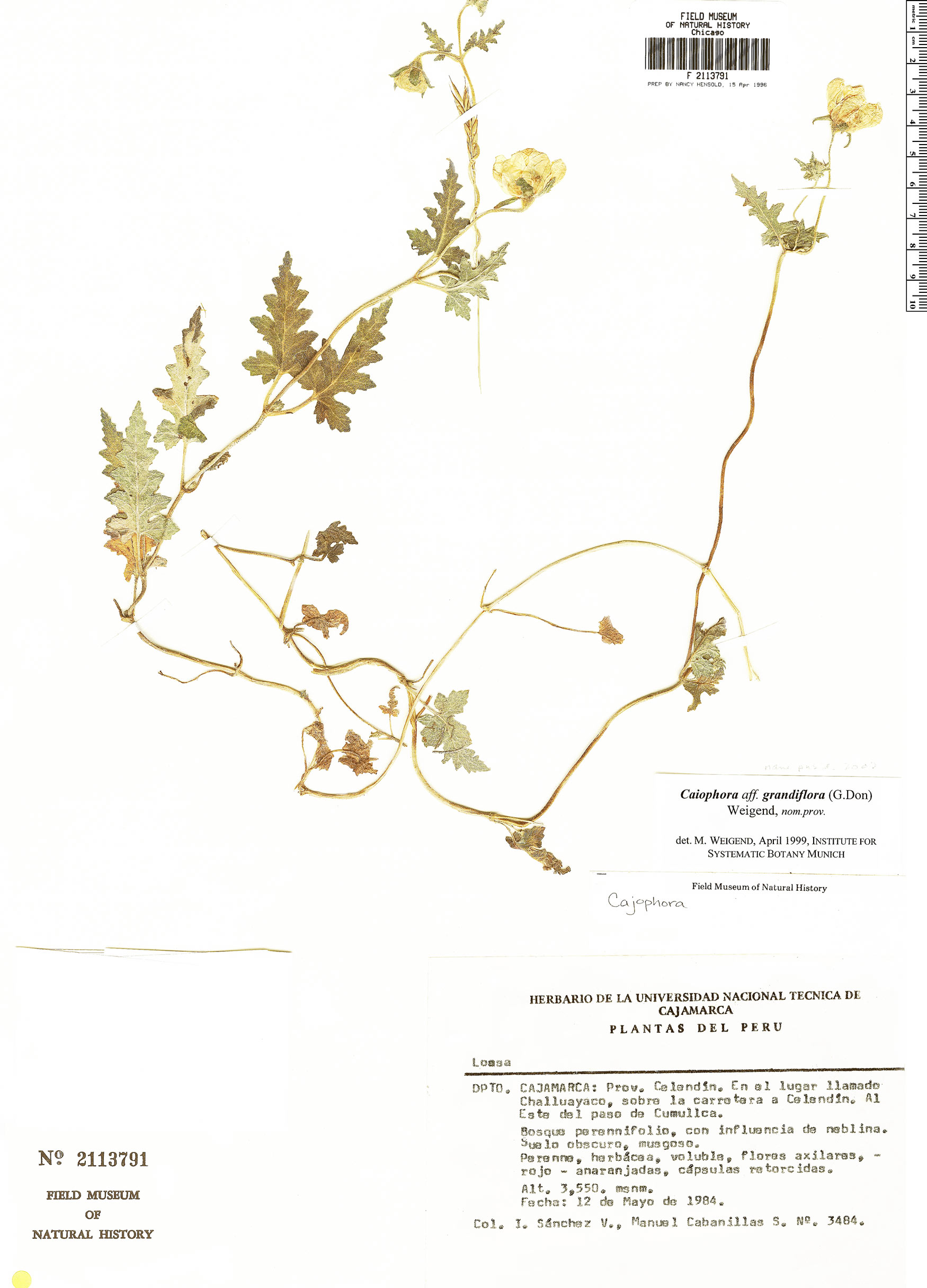 Caiophora grandiflora image