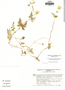 Caiophora grandiflora image