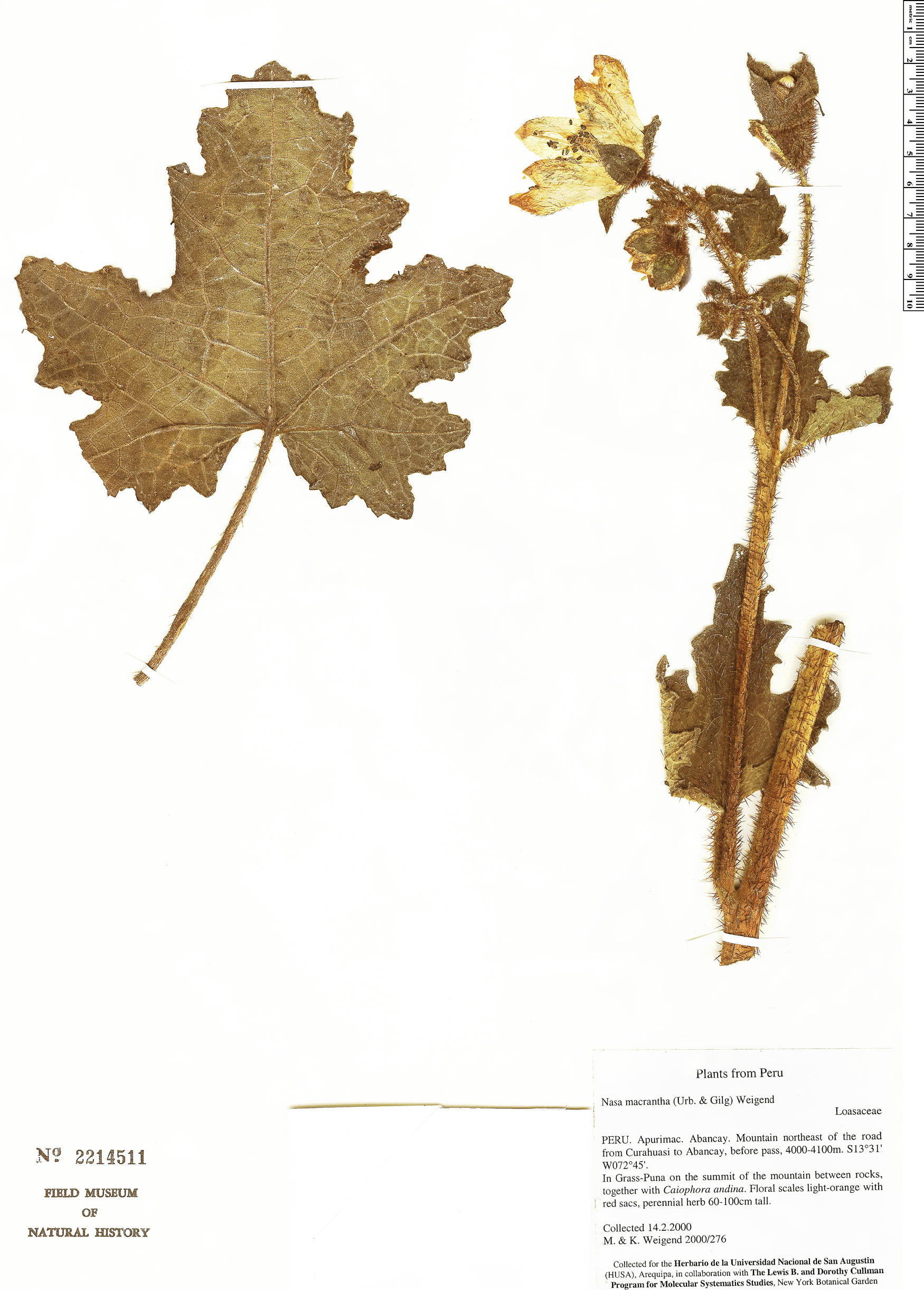 Nasa ranunculifolia image