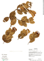 Bonyunia antoniifolia image