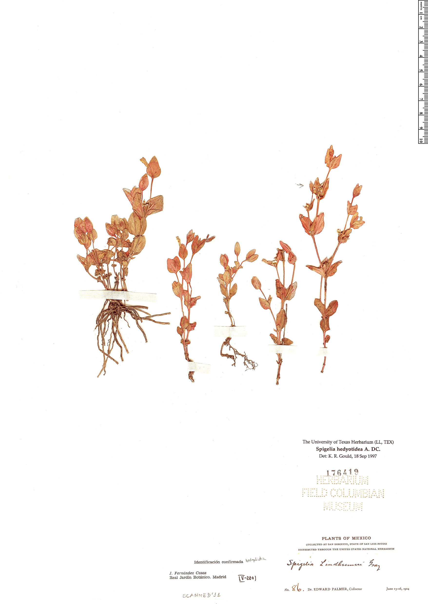 Spigelia lindheimeri image