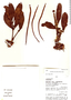 Psittacanthus longiflorus image