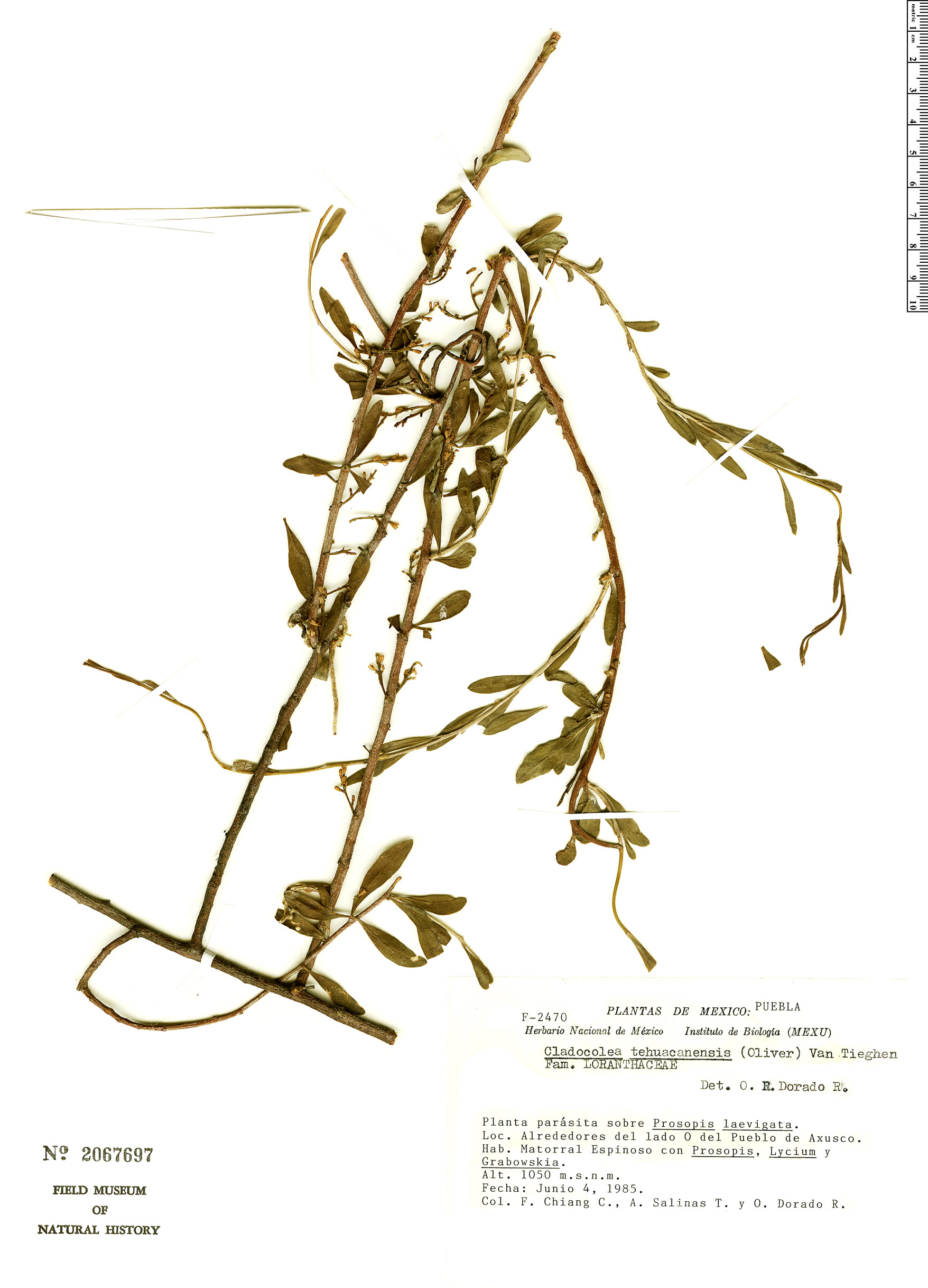 Oryctanthus tehuacanensis image