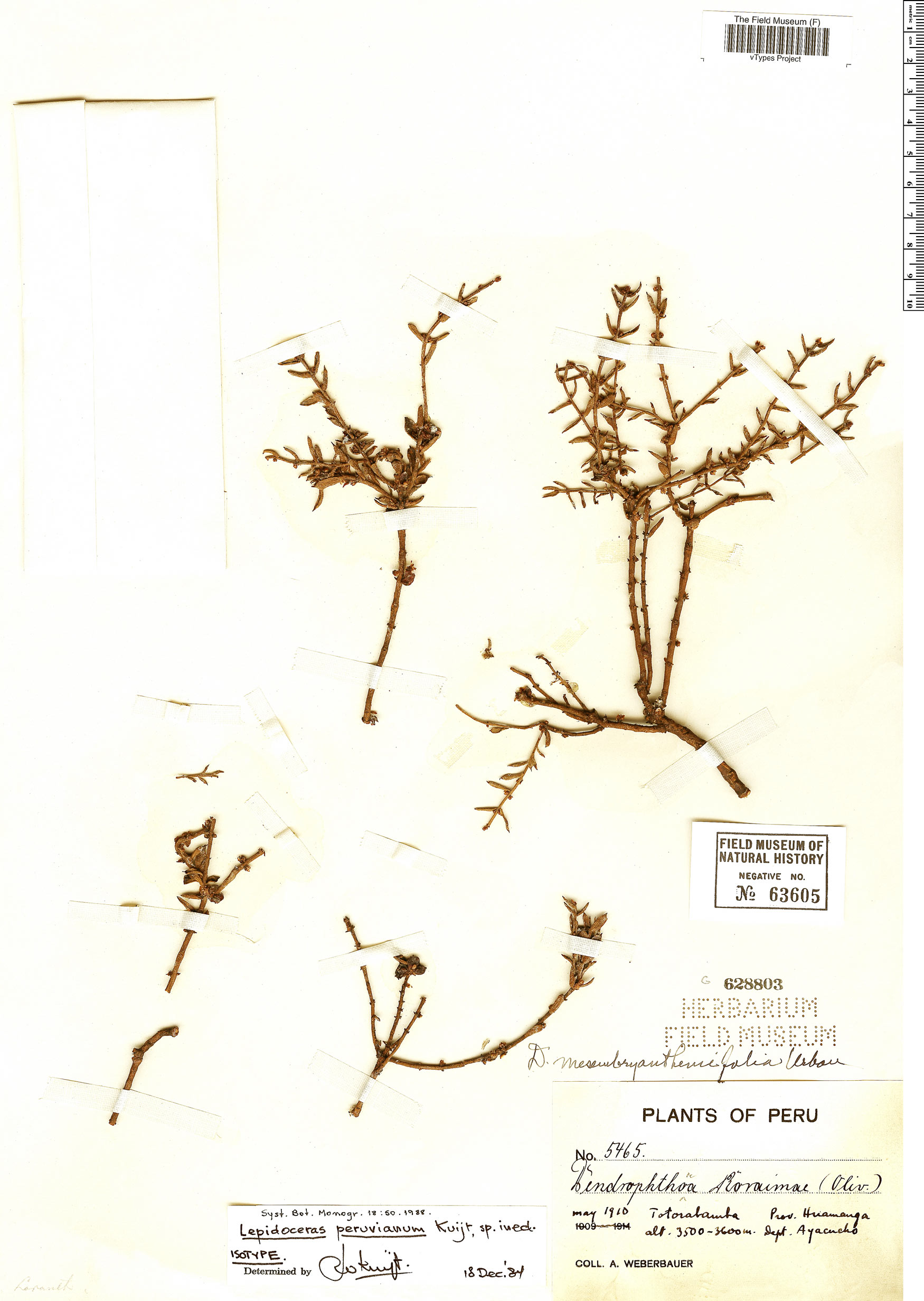 Lepidoceras peruvianum image
