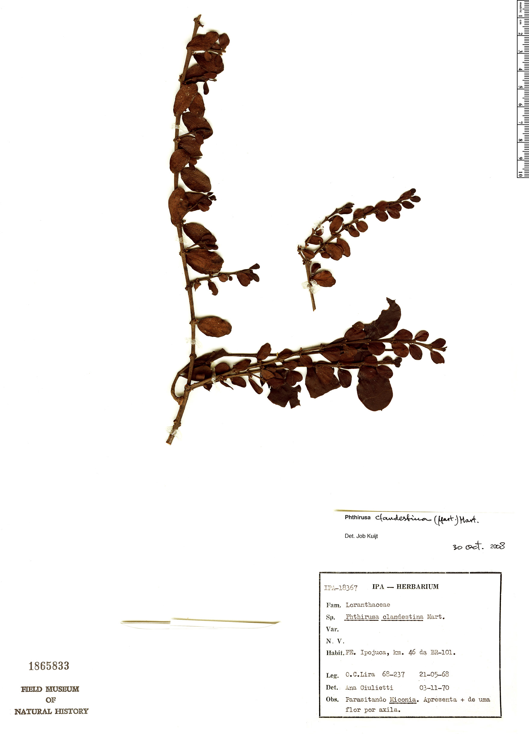 Phthirusa clandestina image