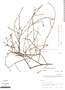 Phthirusa inconspicua image
