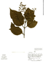Phthirusa robusta image