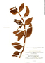 Psittacanthus acinarius image