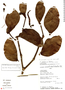 Psittacanthus acuminatus image