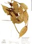 Psittacanthus amazonicus image
