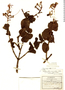 Psittacanthus auriculatus image
