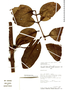 Psittacanthus baguensis image