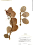 Psittacanthus biternatus image