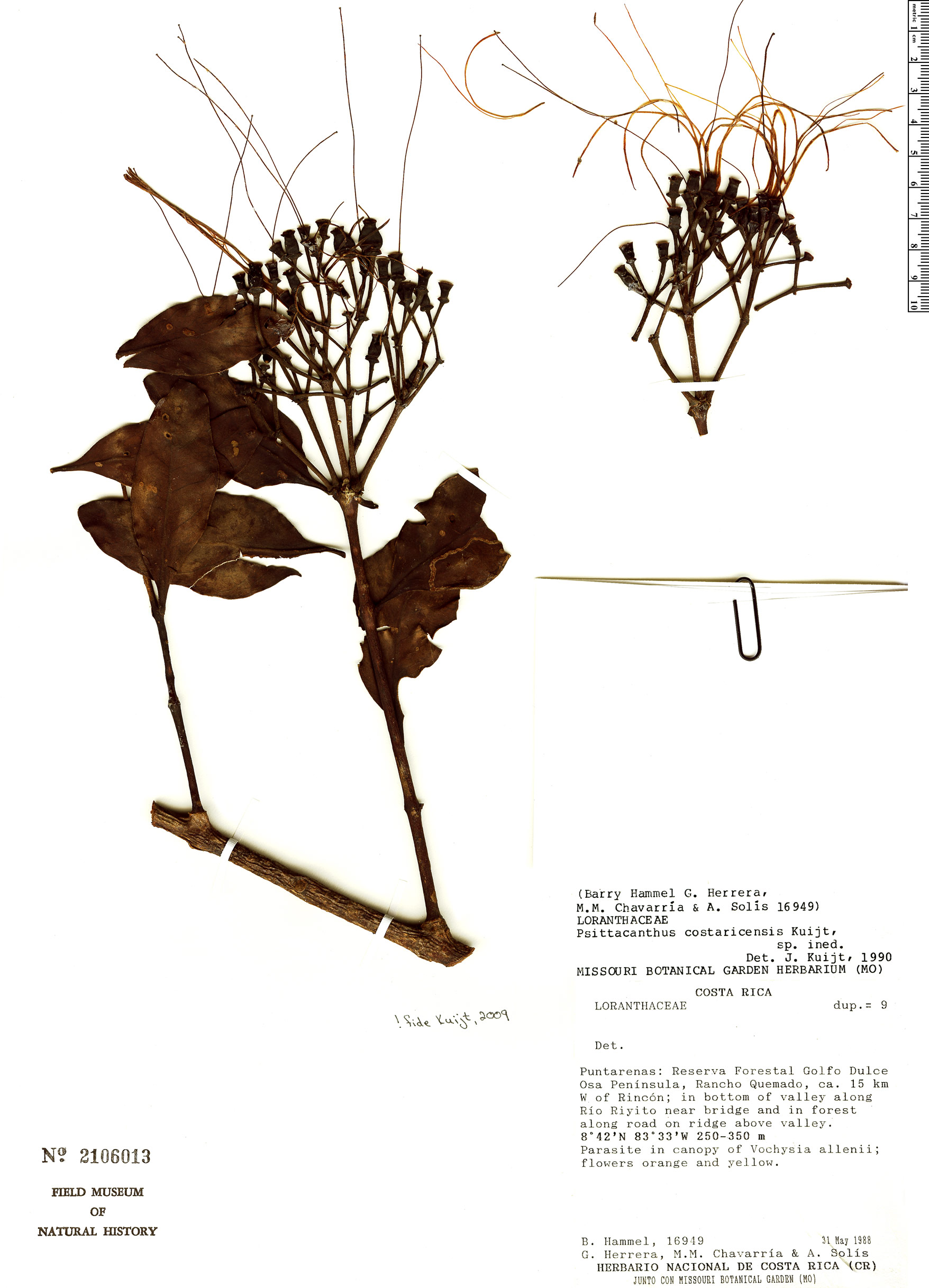 Psittacanthus costaricensis image