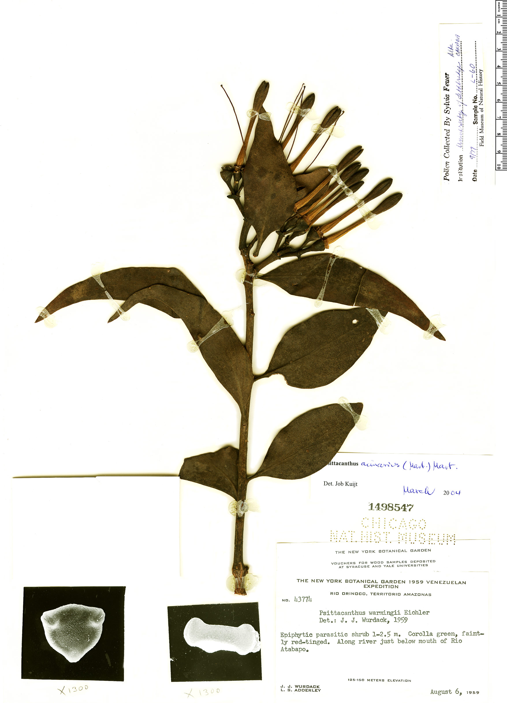 Psittacanthus crassipes image