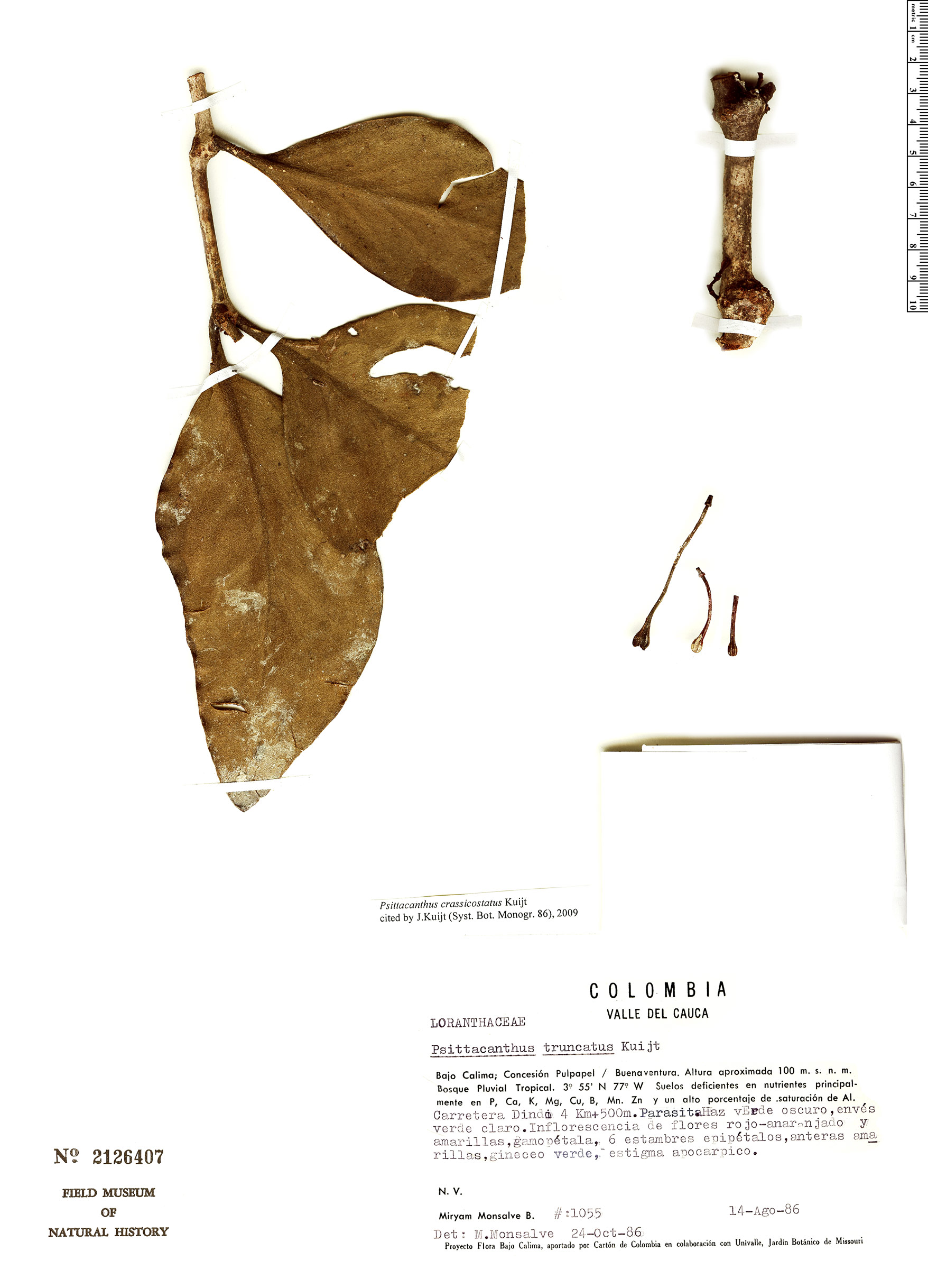 Psittacanthus crassicostatus image