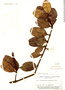 Psittacanthus crassifolius image