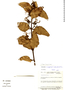 Psittacanthus eucalyptifolius image