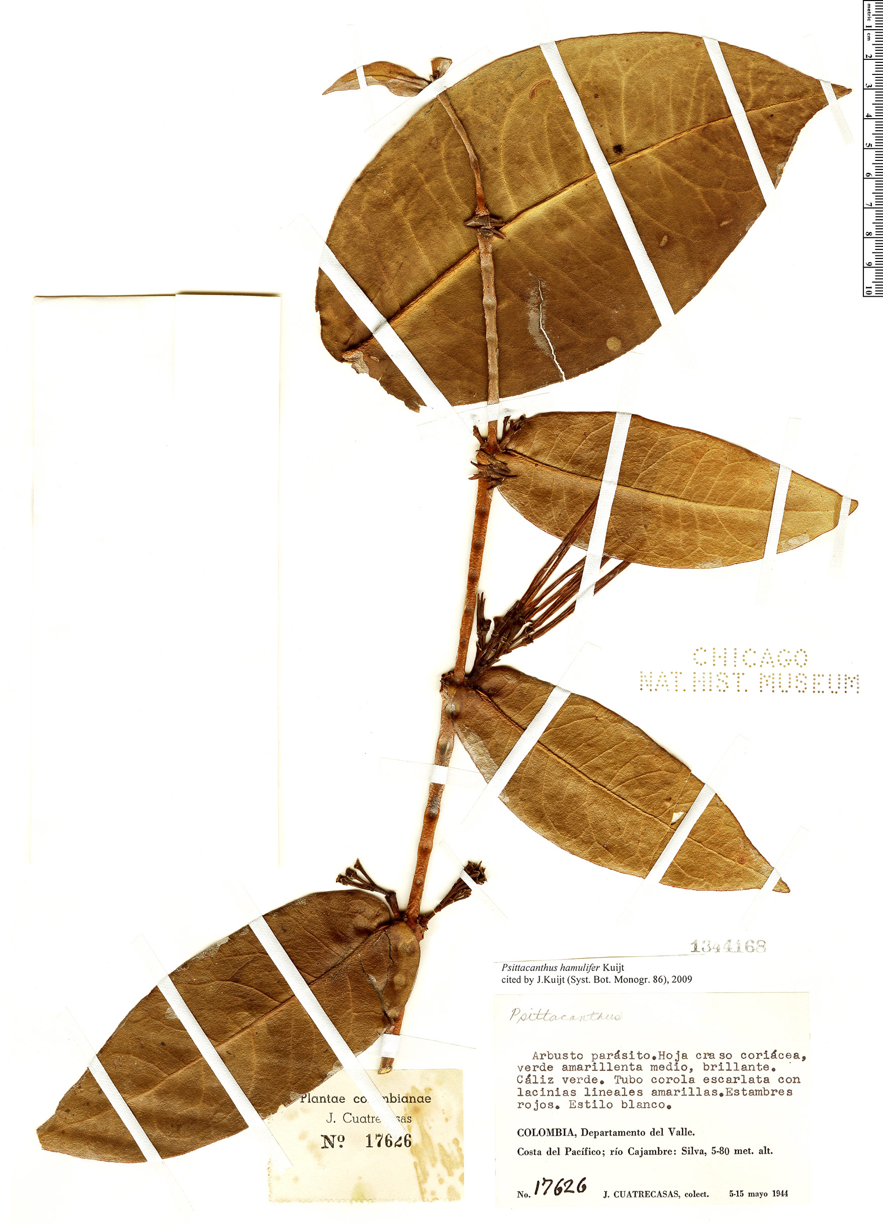 Psittacanthus hamulifer image